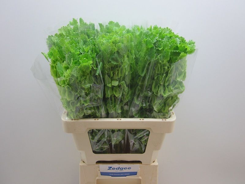 Молюцелла Овериг за стебель 60 (зел.), шт.