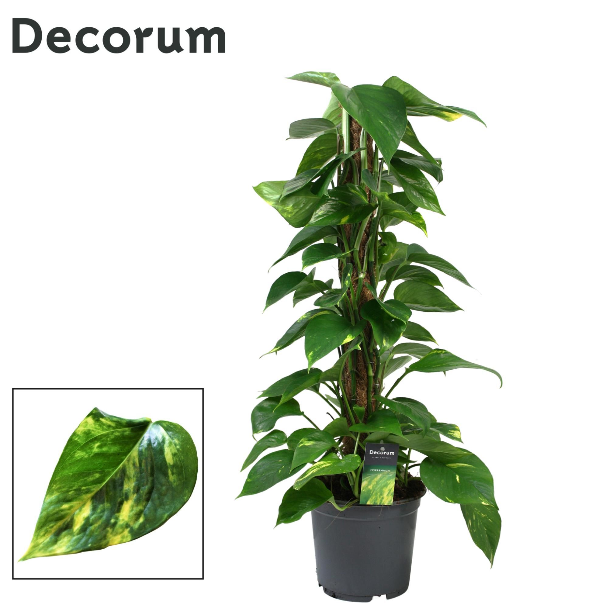 Scindapsus (Epipremnum) mosstok 80 cm DECORUM, D 19