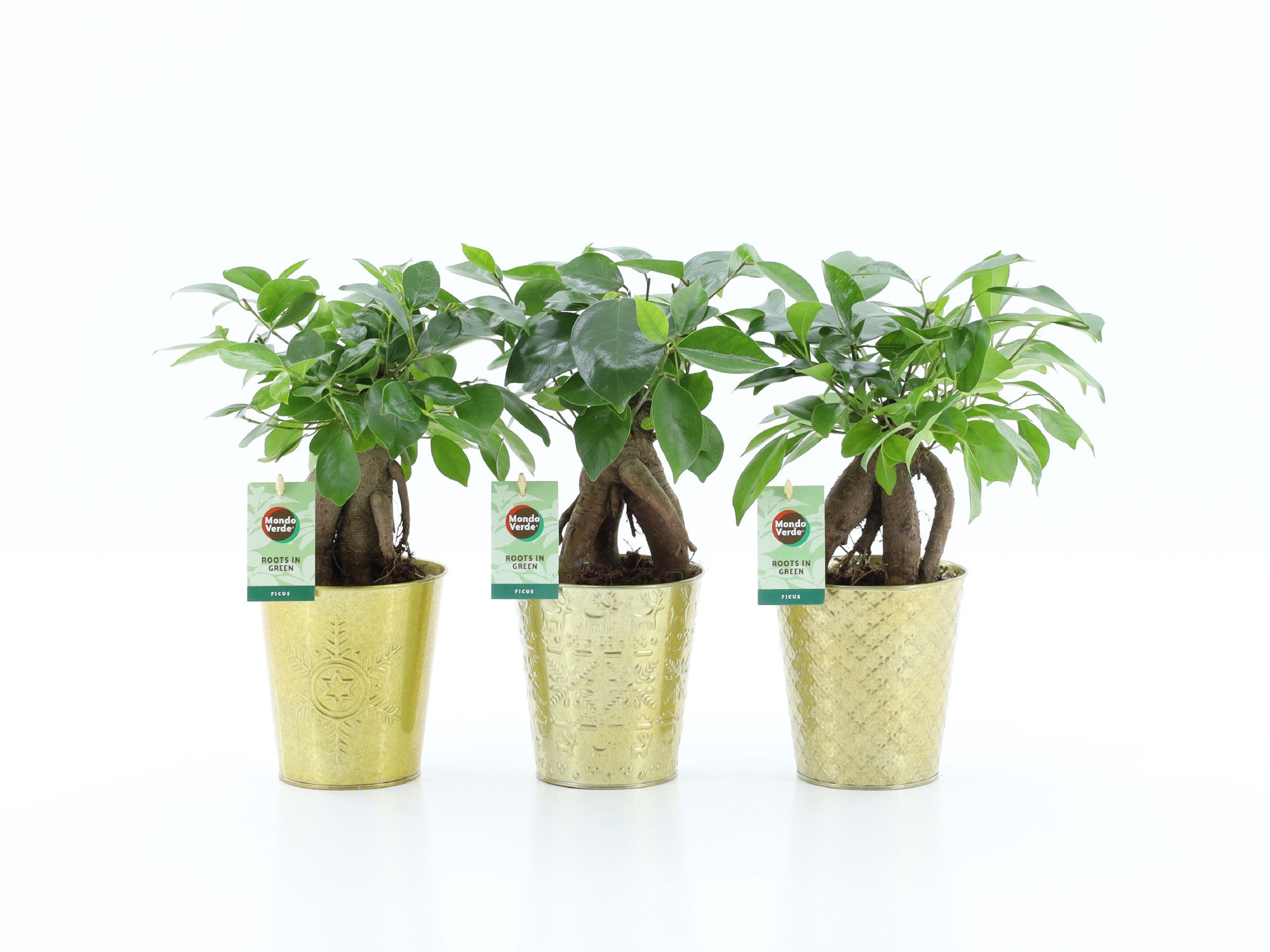 Ficus microcarpa Retusa in Golden Christmas, D 13 cm