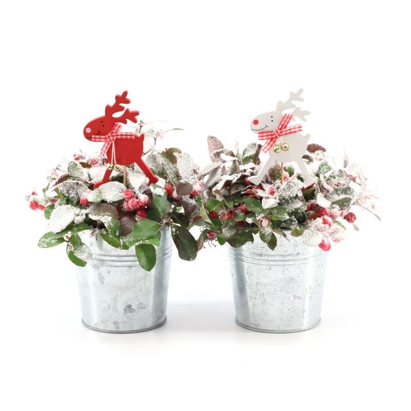 Gaultheria pr. 'Big Berry'® P10 in Zinc Old-Look + Reindeer + Snow, D 12 cm