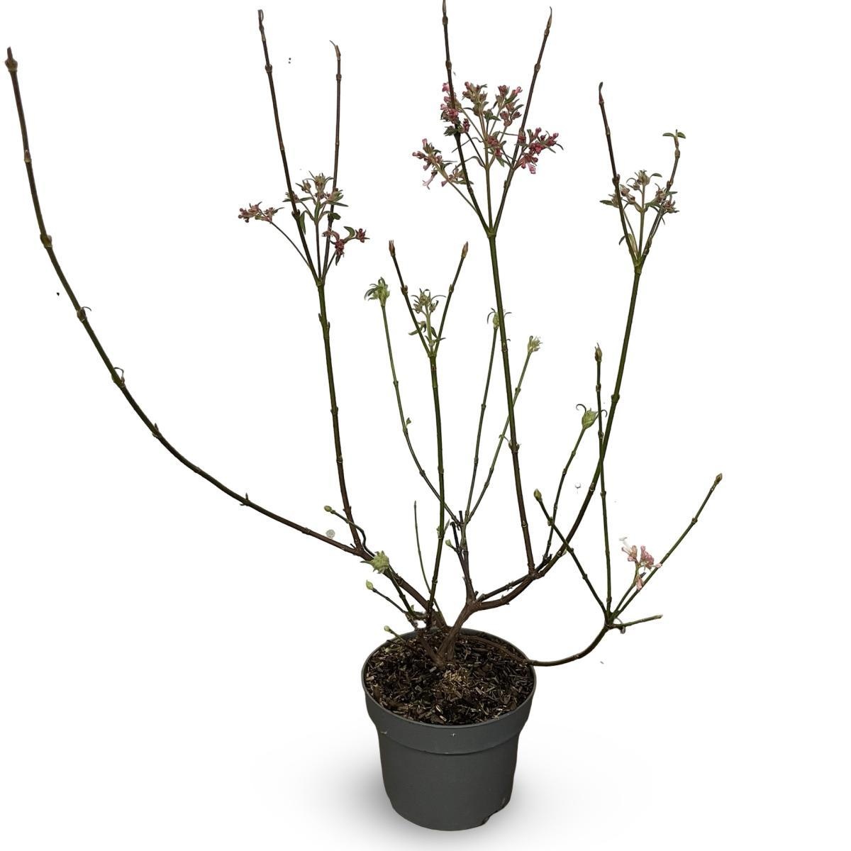 Viburnum bodn. 'Charles Lamont', D 21