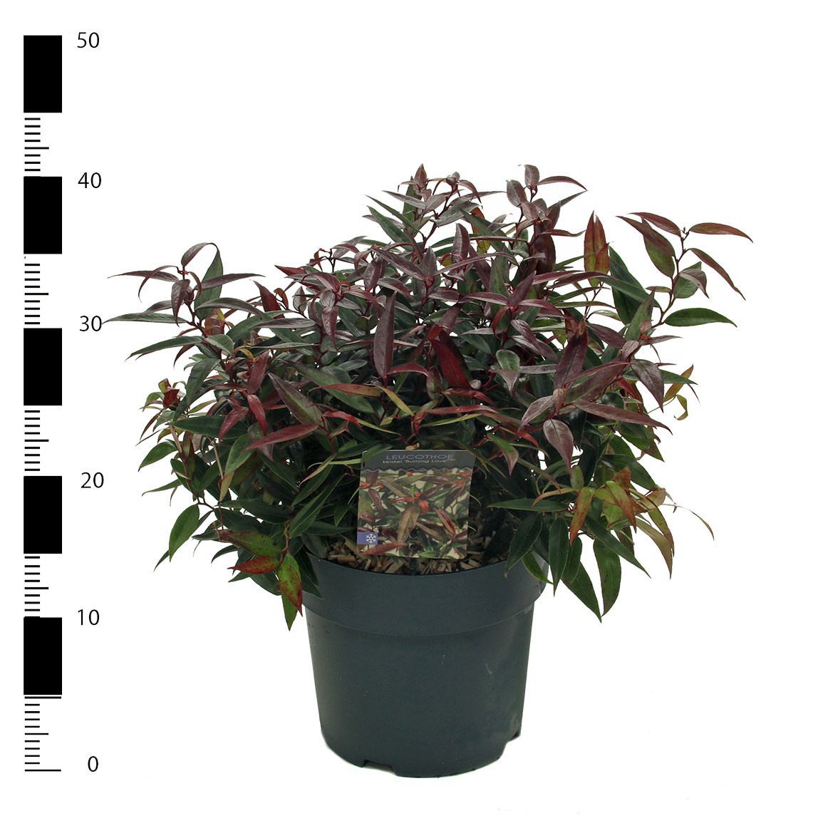 Leucothoe keiskei 'Burning Love' PBR, D 23