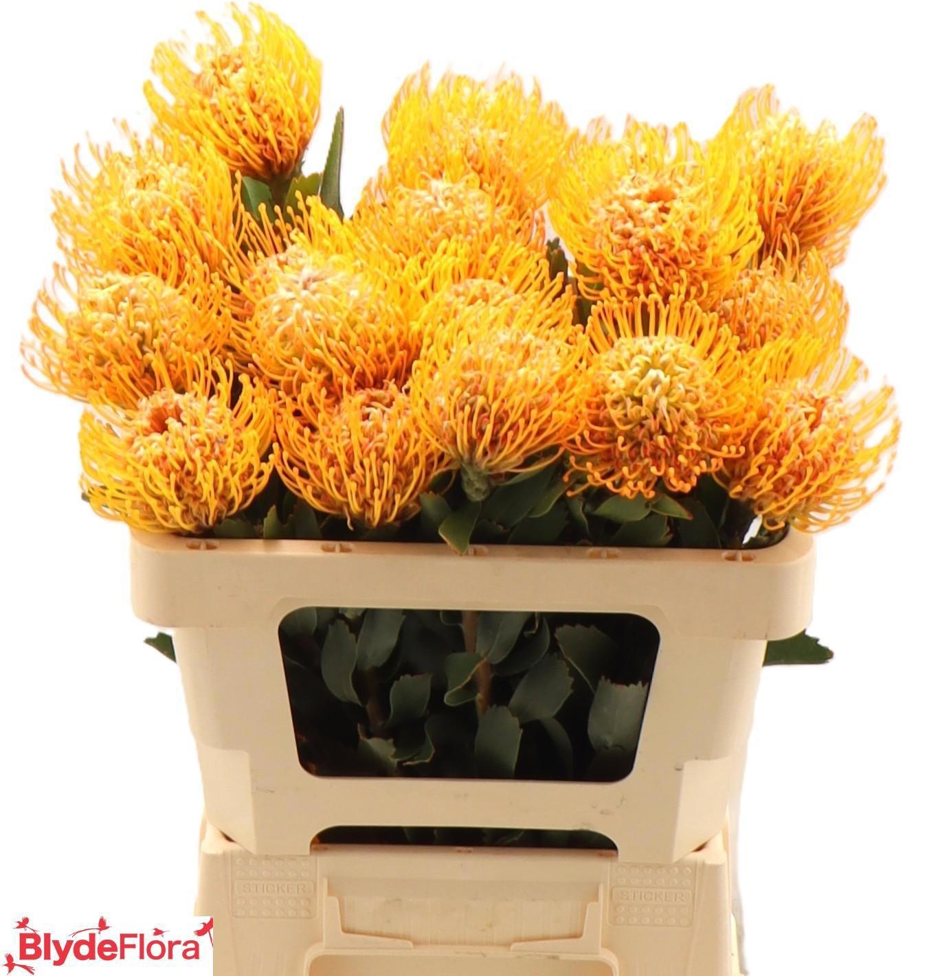 Нутанс Солейл 50, шт.