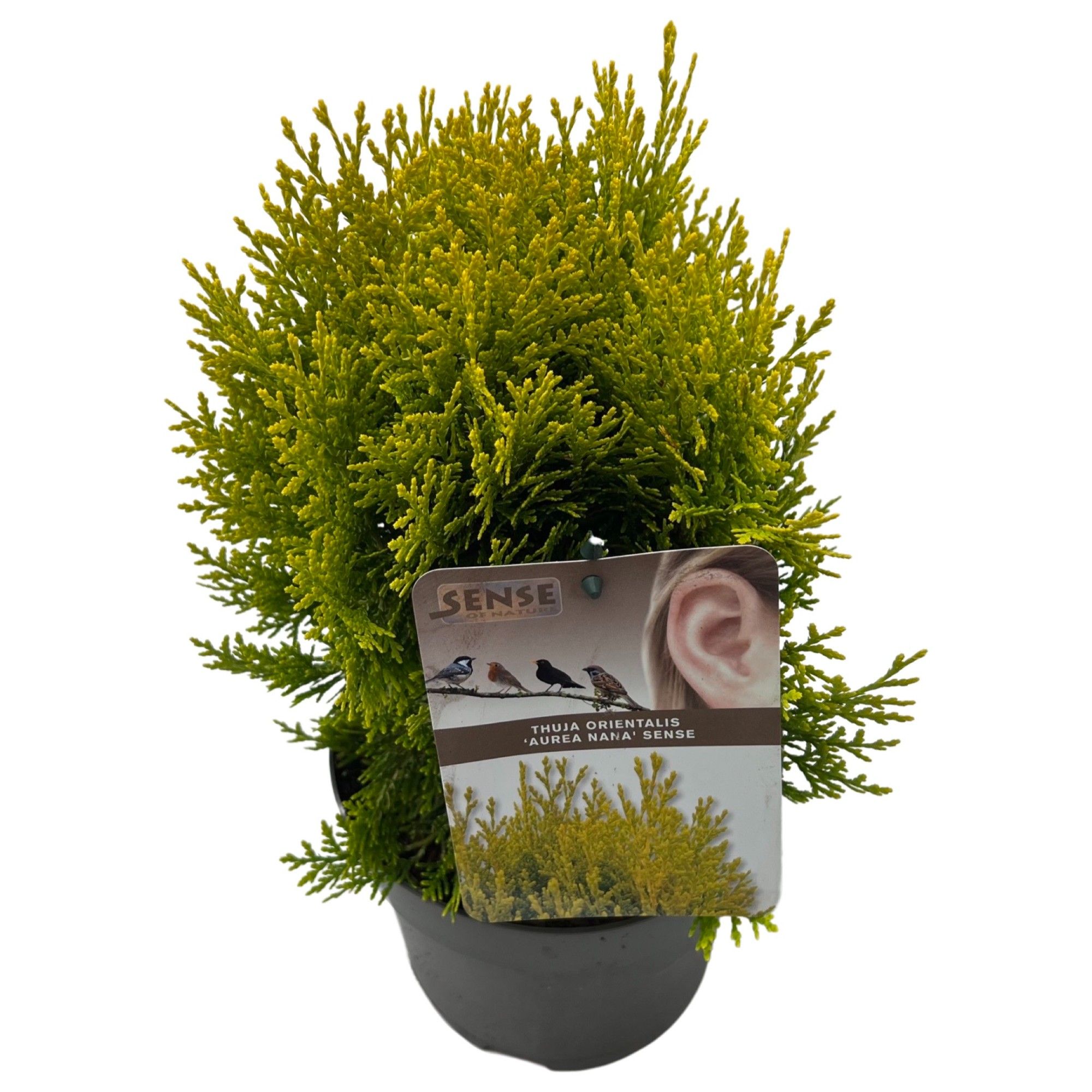 Thuja orien. 'Aurea Nana' sense, D 17