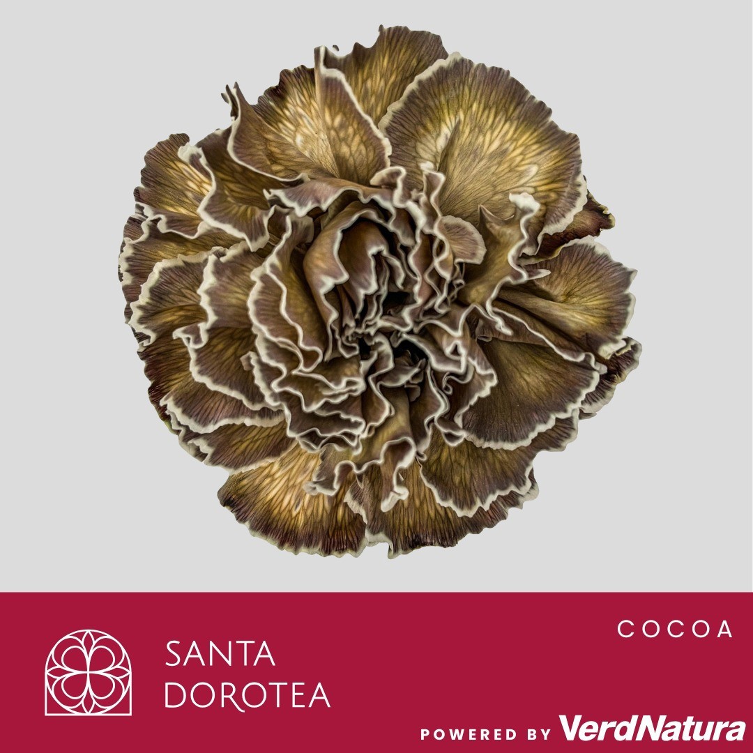 Диантус од. Овериг Крашеный (краш. ), шт.