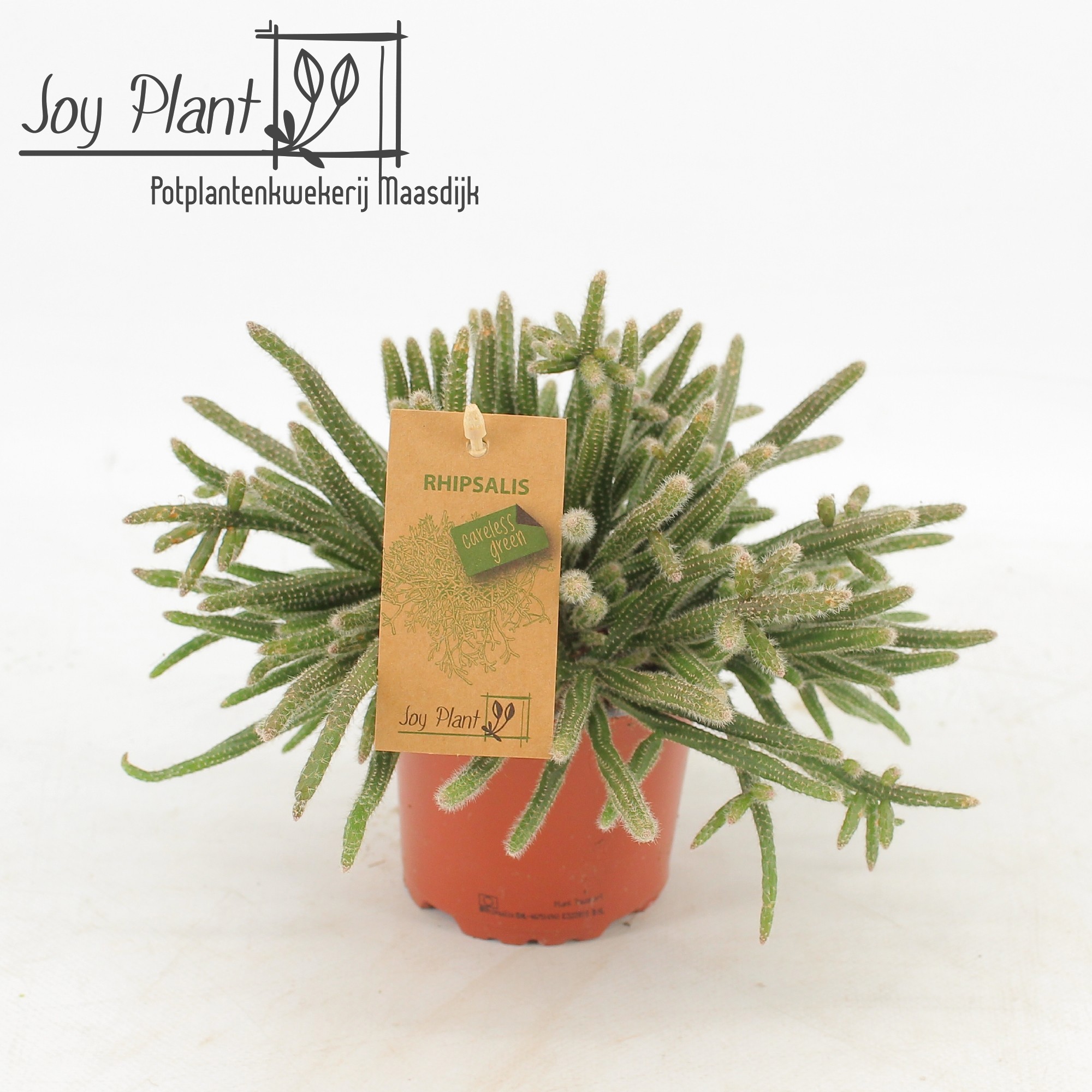Rhipsalis horrida P10,5, D 10,5