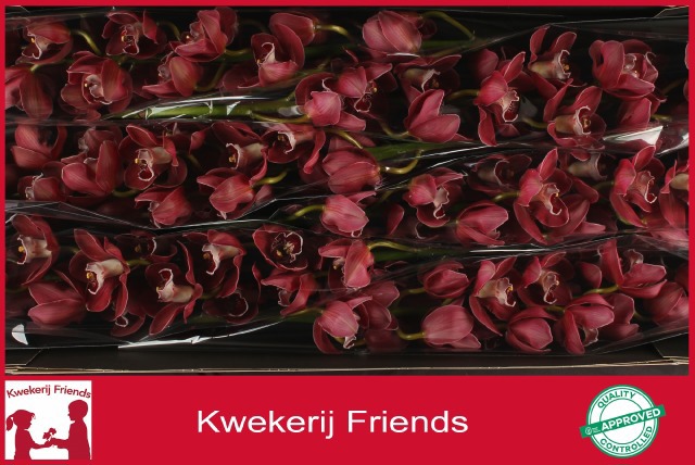 Цимбидиум Хейдс x6 80, шт.