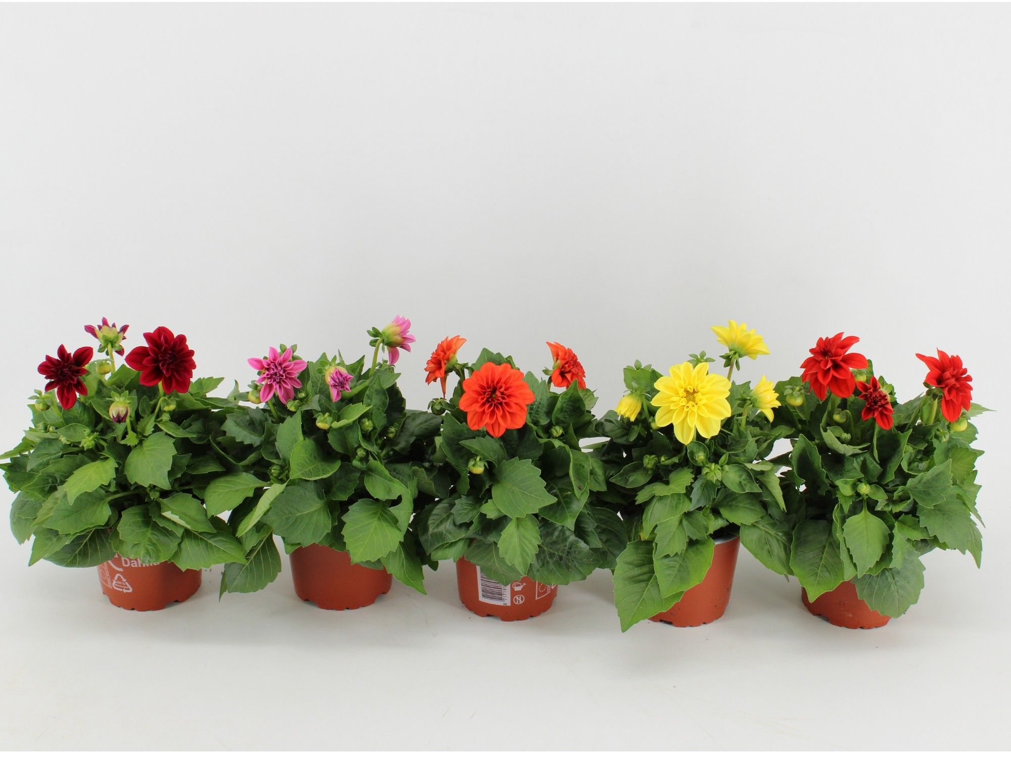 Dahlia Dahlietta Mixtray, D 12