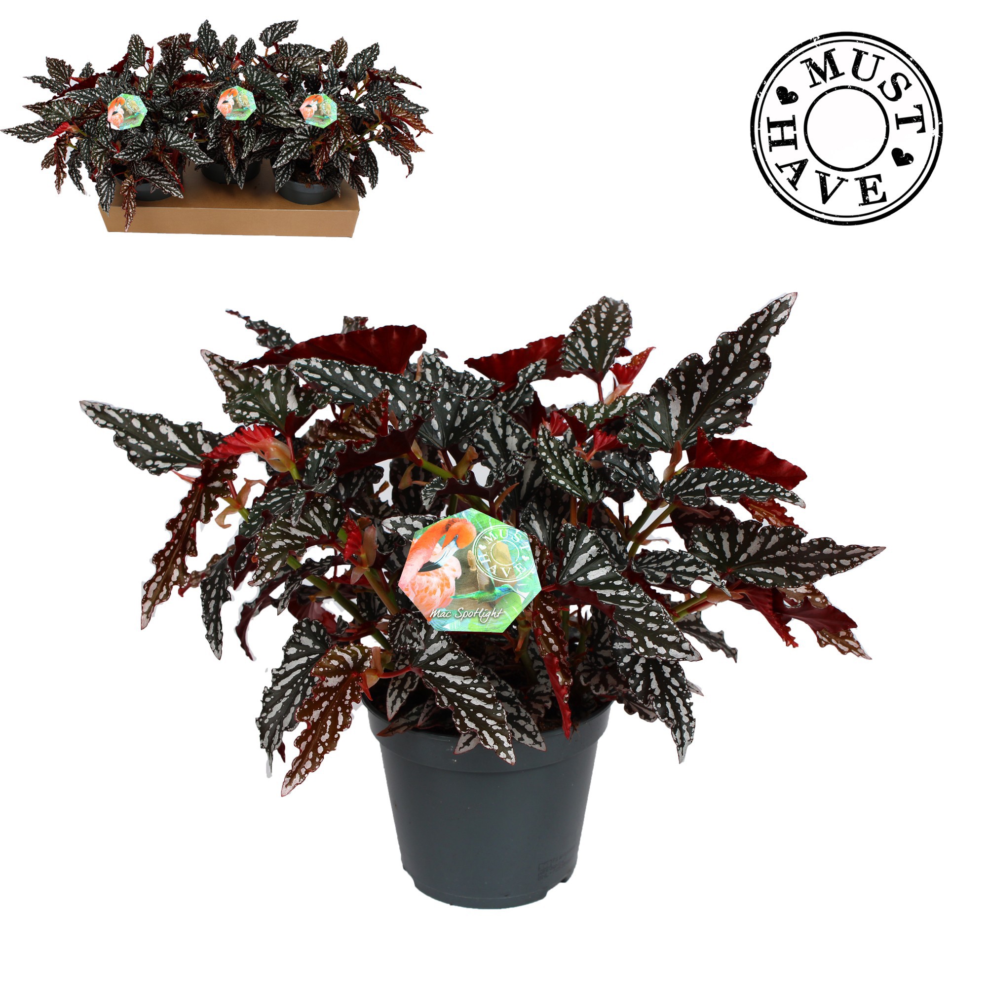 Maculata"Spotlight Dark"MUST HAVE, D 17 cm Maculata"Spotlight Dark"MUST HAVE, D 17 cm