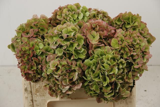 Гортензия Верена Классик 50, шт.