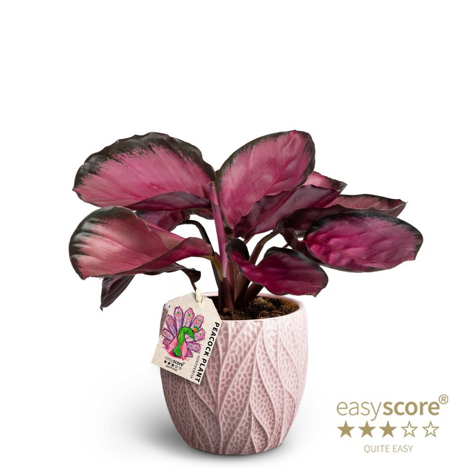 Leaf Rosa, Calathea ´Rosey´, D 12