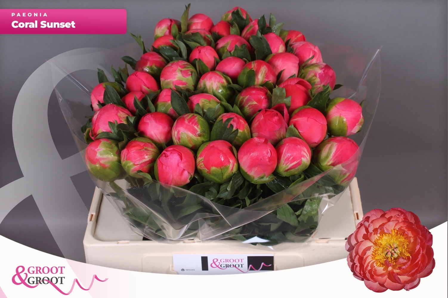 Пион Корал Сансет 55, шт.