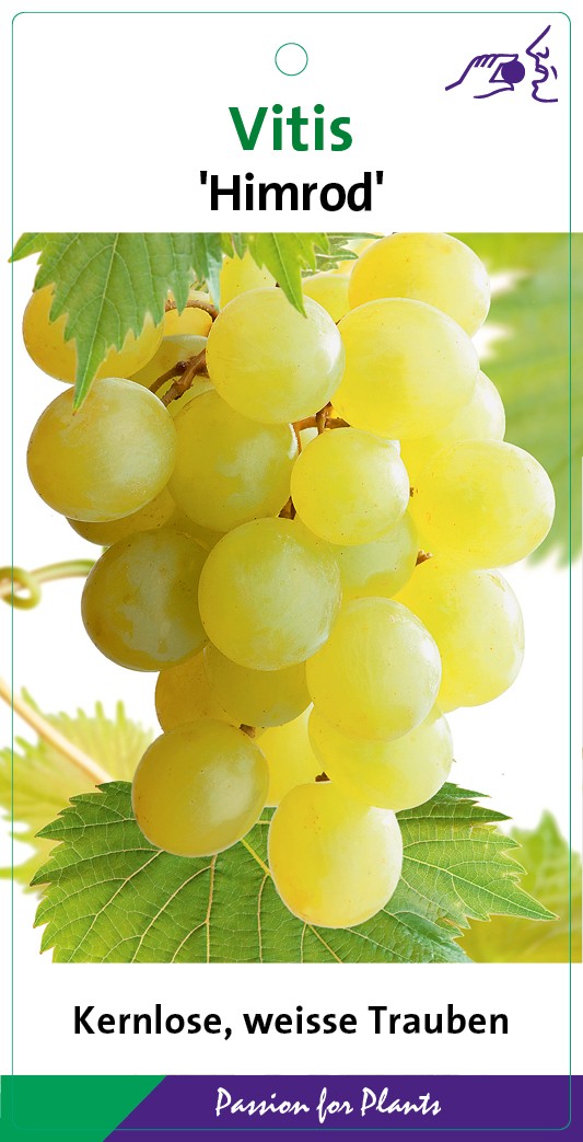 Vitis 'Himrod' 80CMC2, D 17 cm