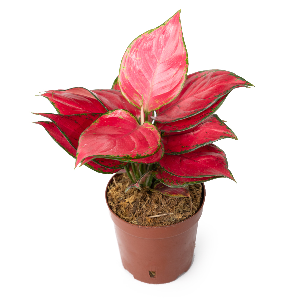 Аглаонема ред джой 2РР 12 20