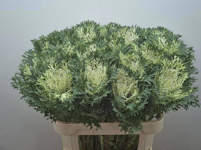 Брассика Крэйн Кинг 80, шт.