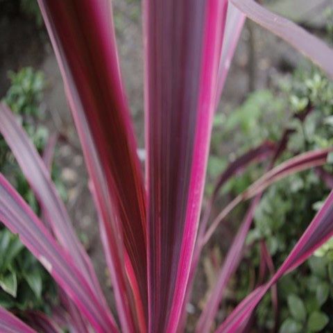 Other plant- CORDYLINE AUSTRALIS PASO DOBLE C-3L, D 18