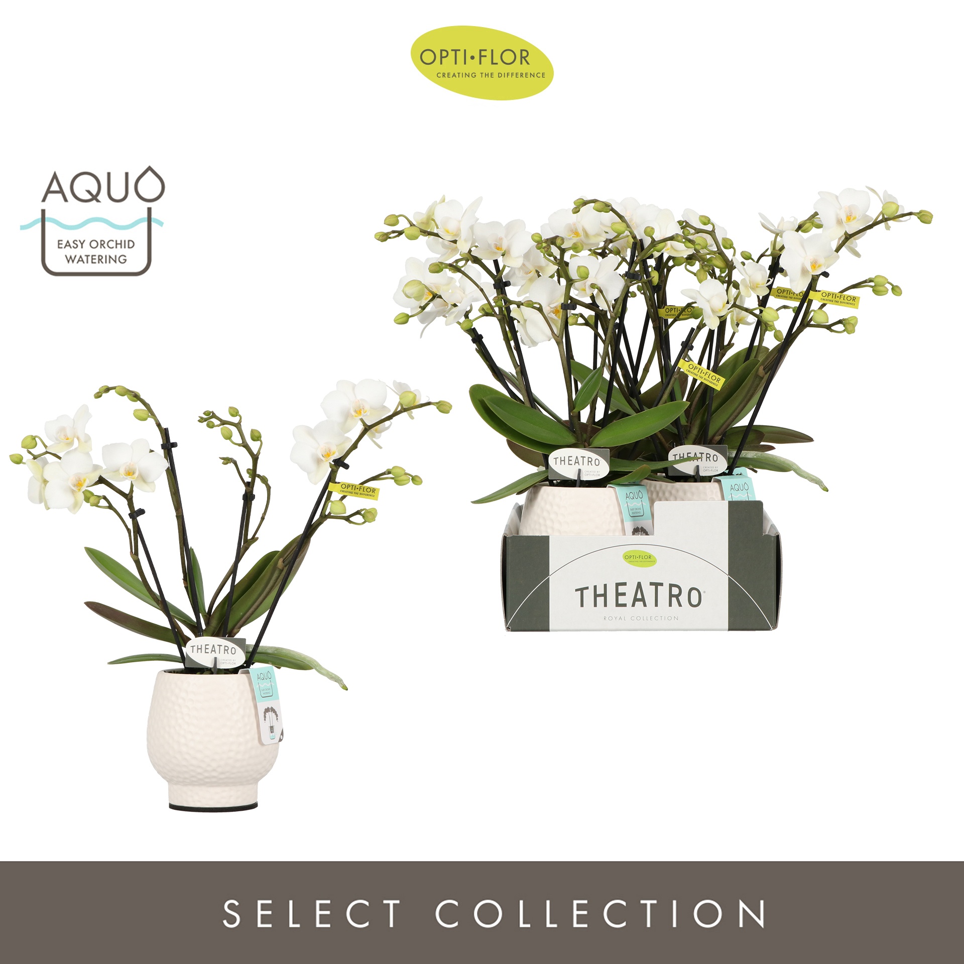 Theatro Funk 4 spike in Abruzzo White Aquo, D 7