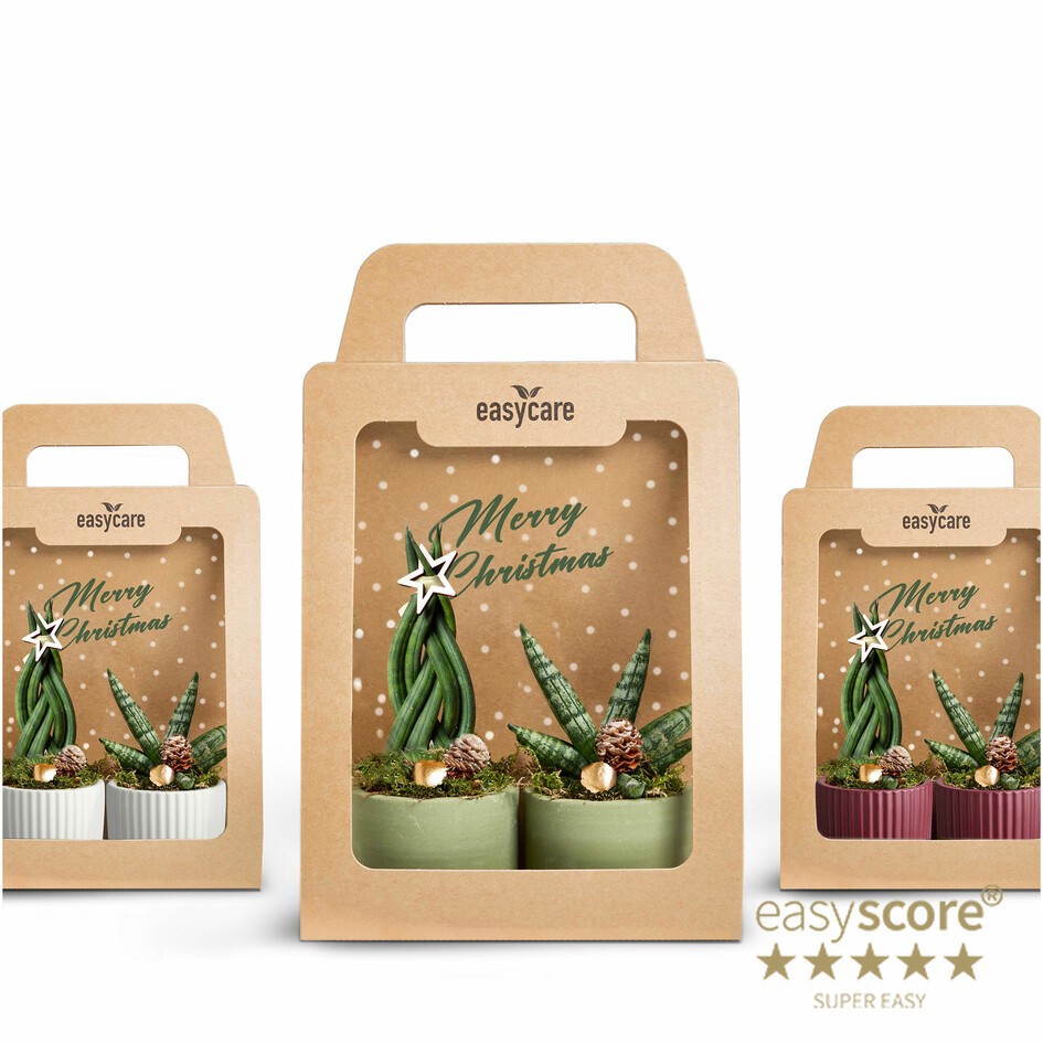 Christmas 2-Pack, D 7