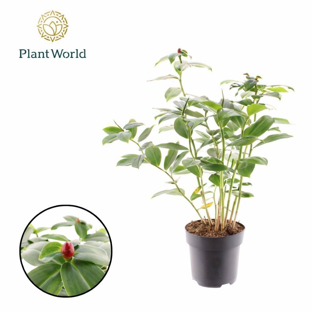 Costus Woodsonii, D 19