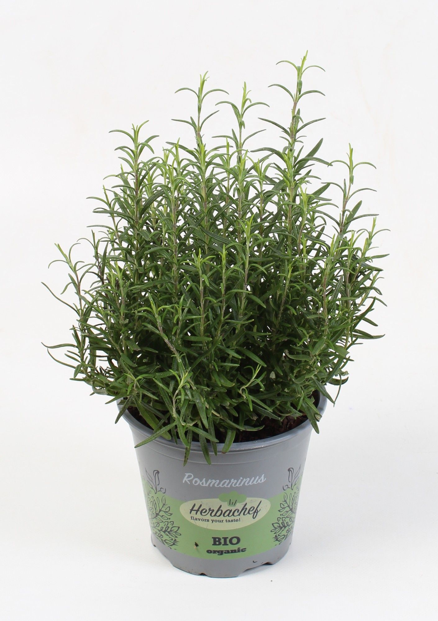 Herbachef BIO kruiden Rosmarinus (stek), D 14