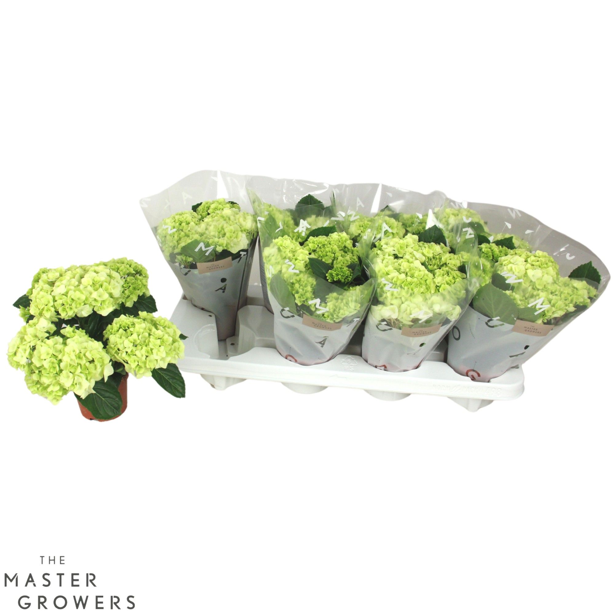 Hydrangea macr. 10cm Wit 3+bloem, D 10