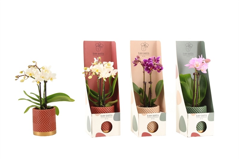 Tiny Box Autumn Groovy Autumn mix Phal Tiny Dolls mix 2T10+ Aqu@, D 6 cm Tiny Box Autumn Groovy Autumn mix Phal Tiny Dolls mix 2T10+ Aqu@, D 6 cm