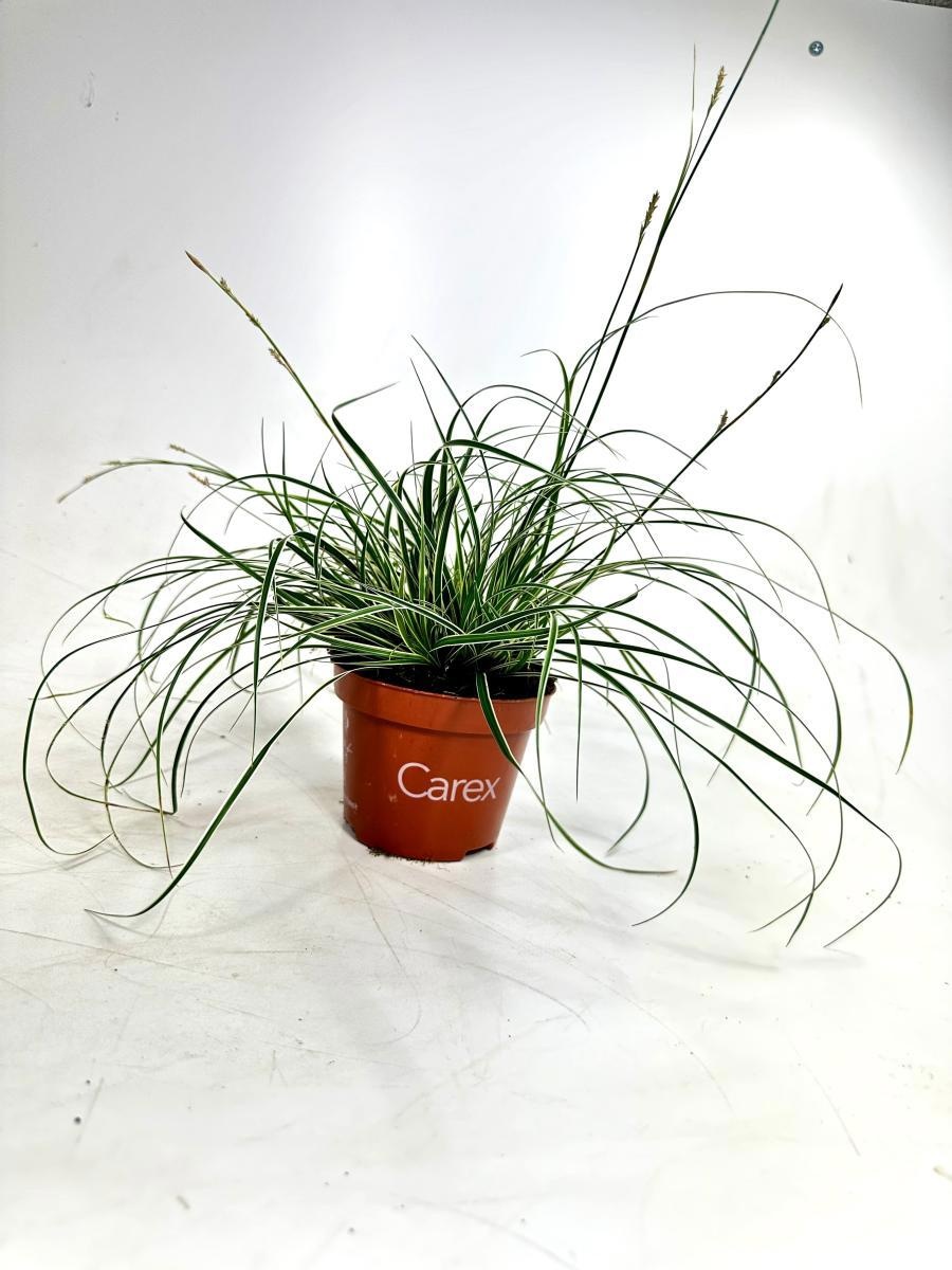 Carex conica 'Snowline', D 10,5