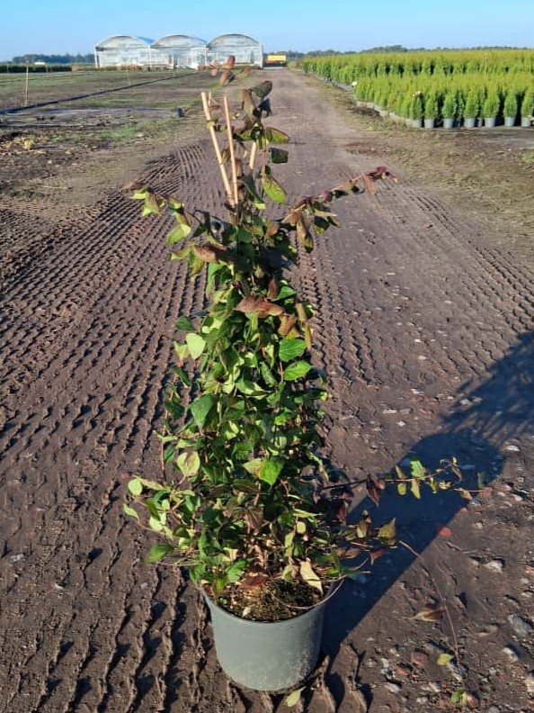 Kolkwitzia amabilis, D 23