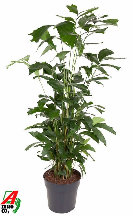 Caryota Mitis P31, D 31