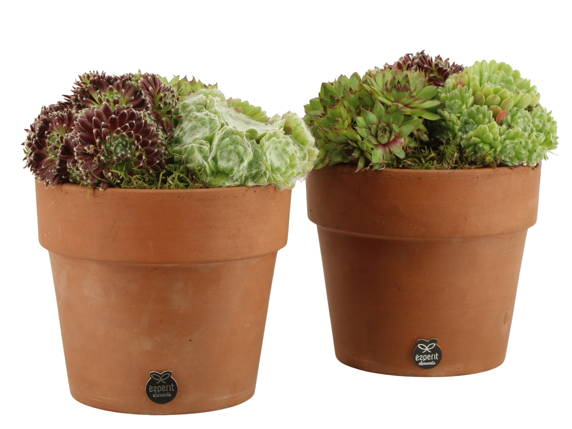 31698: Outdoor summer arrangement, D 17