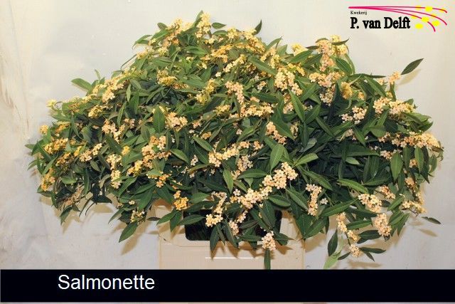 Эуфорбия куст. Салмонетт 80, шт.