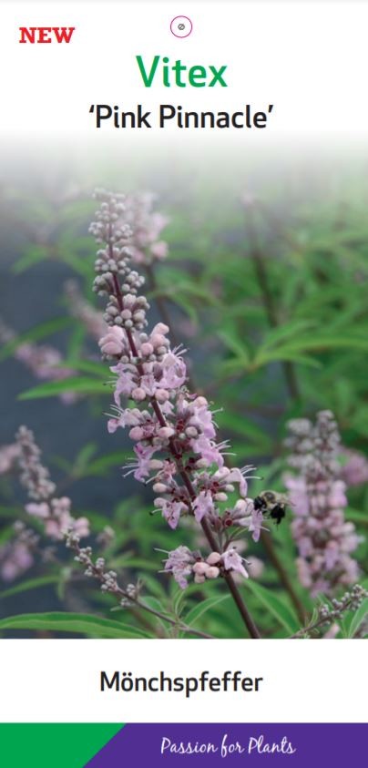 Vitex a.c. 'Pink Pinnacle' C5, D 23 cm