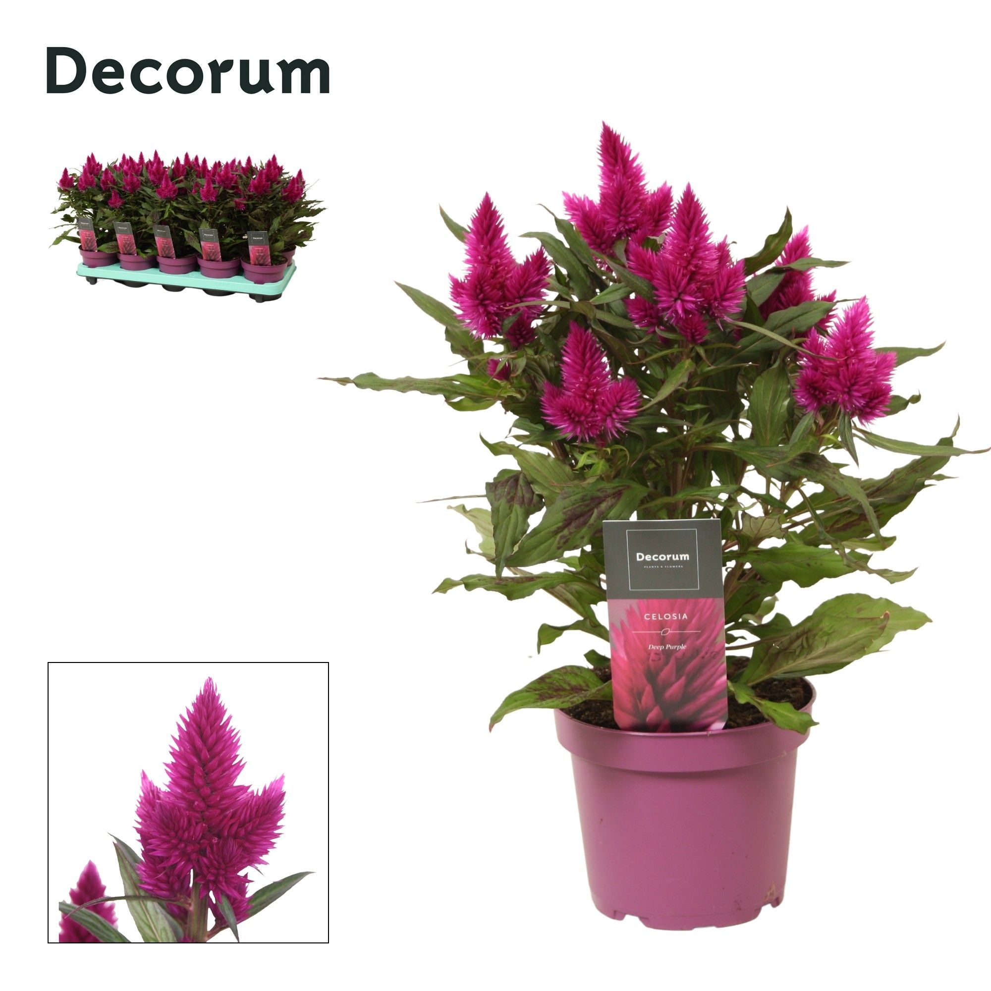 Celosia 'Deep Purple' with label | Decorum, D 12