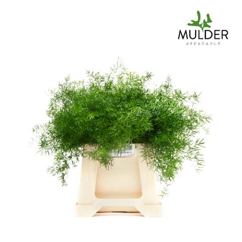 Аспарагус Спренгери 40, шт.