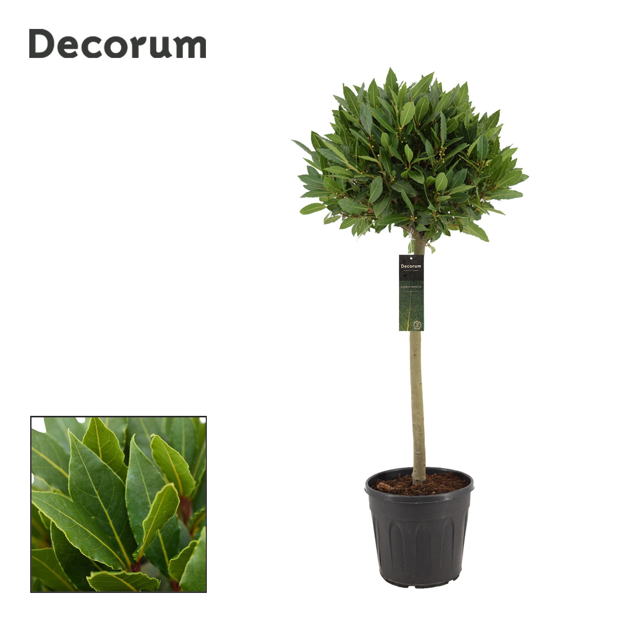 Laurus nobilis Bol op stam, D 25