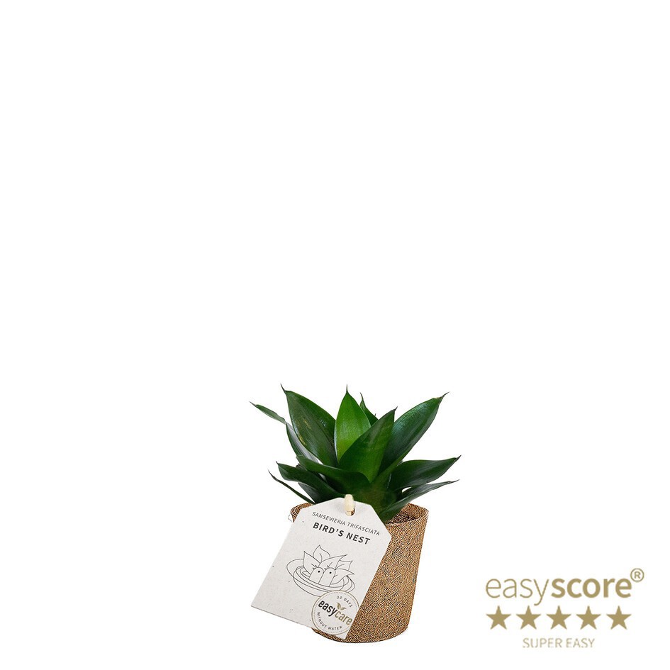SANSEVIERIA TRIFASCIATA 'HAHNII BLACK' 20633000, D 6