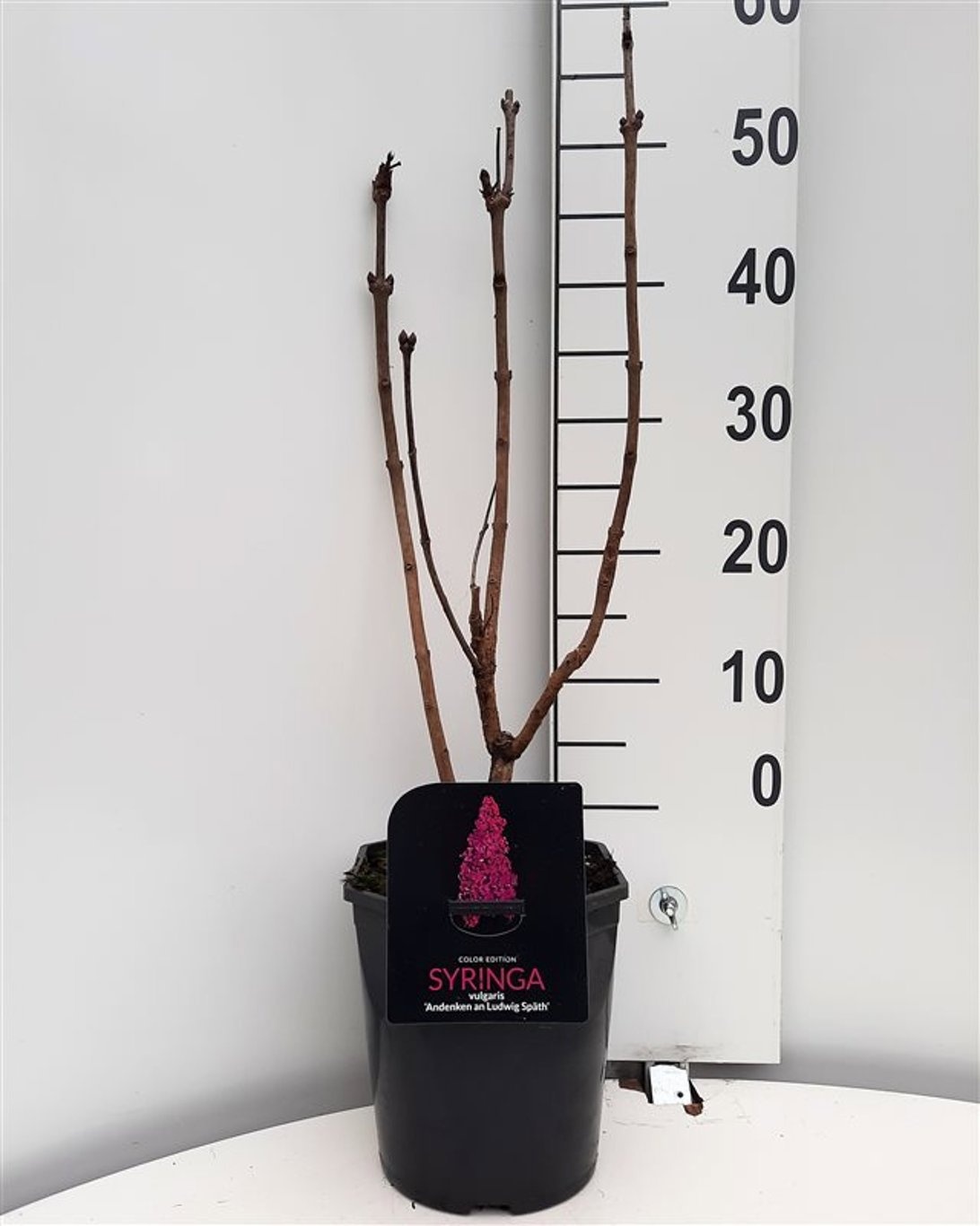 Syringa v. An. Ludwig Spath 4-5 tak, D 21