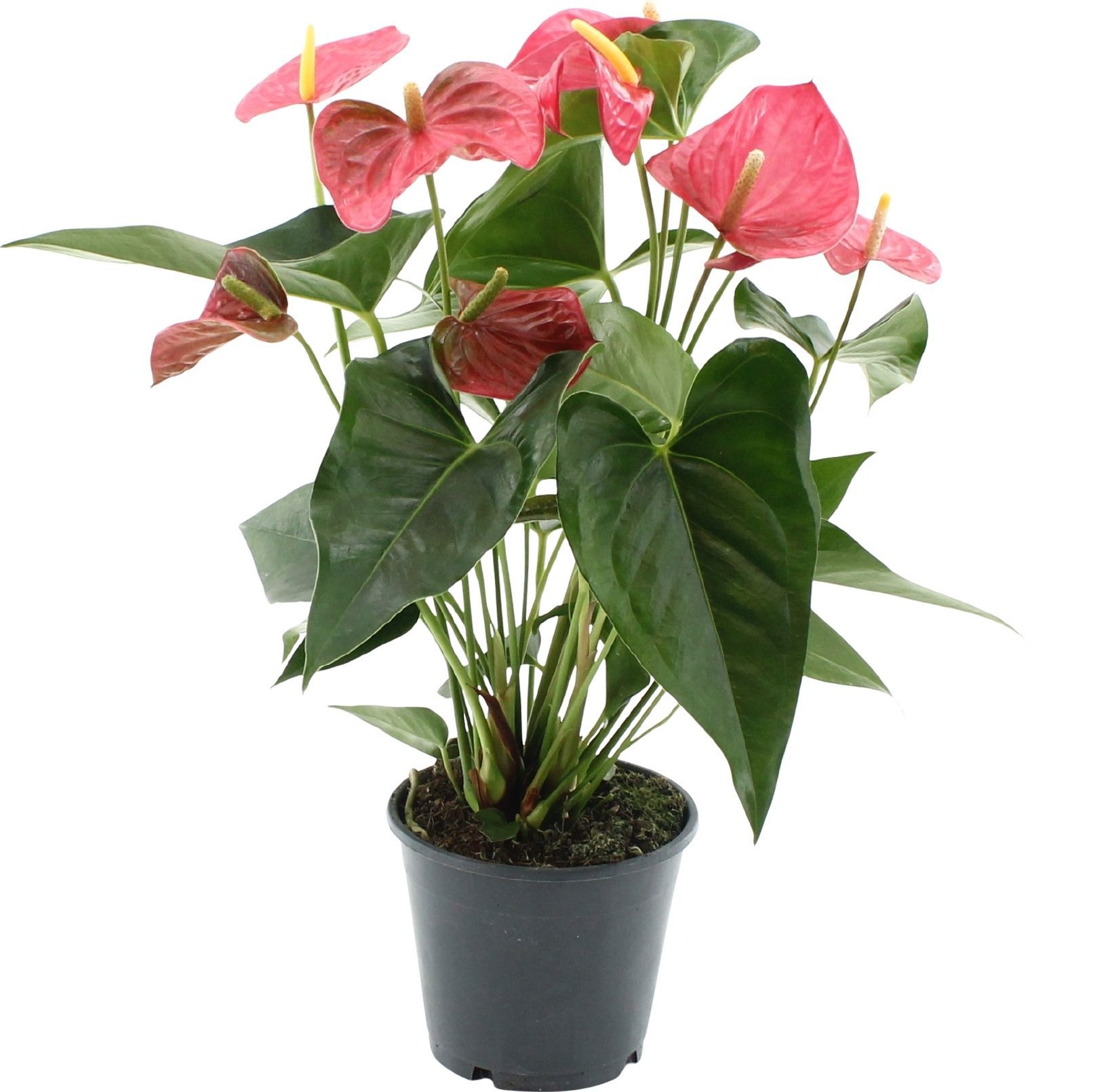 Anthurium 14 cm Maine in Transparant sleeve, D 14