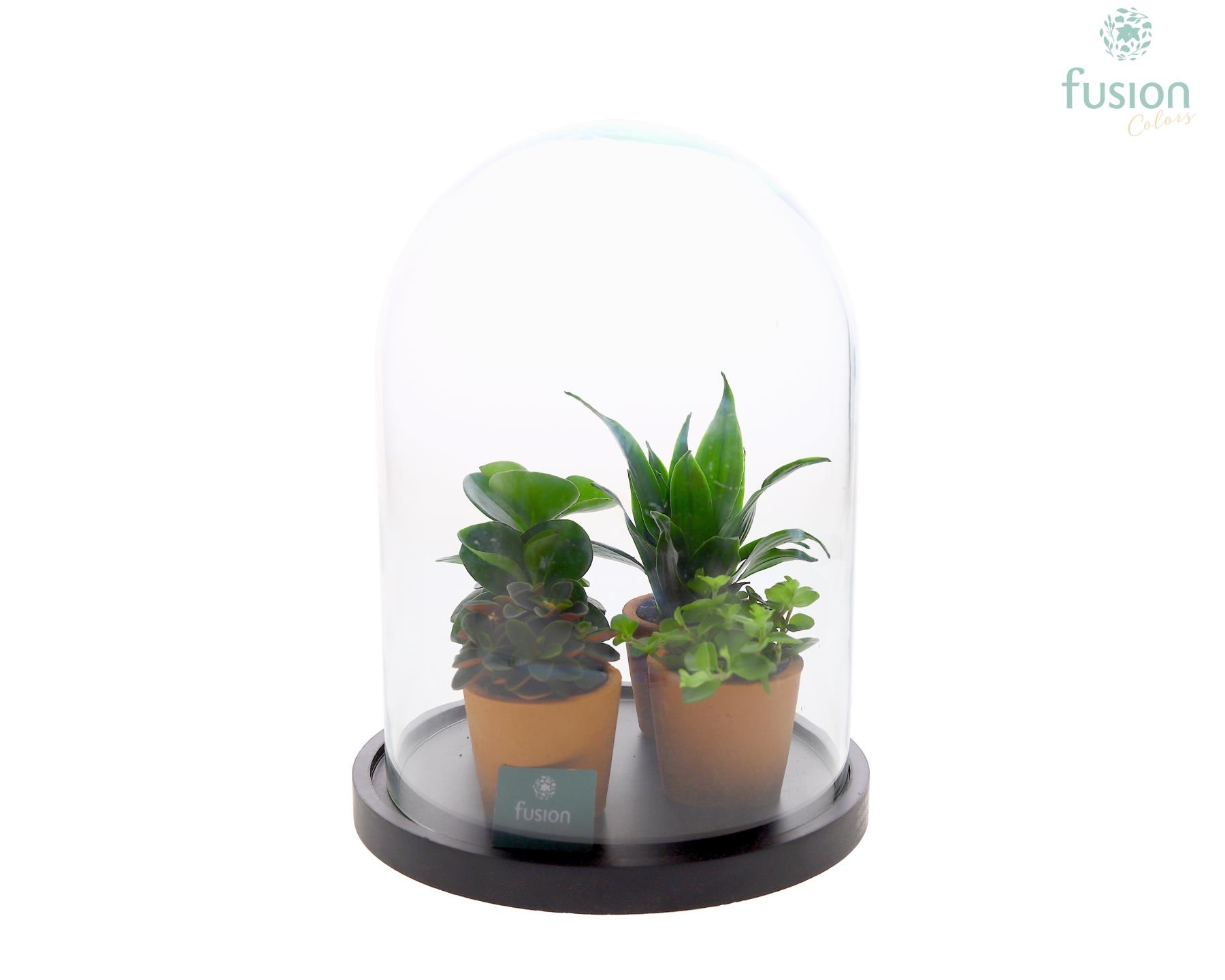 Glas Stolp met plateau XLarge zwart met groene planten, D 22