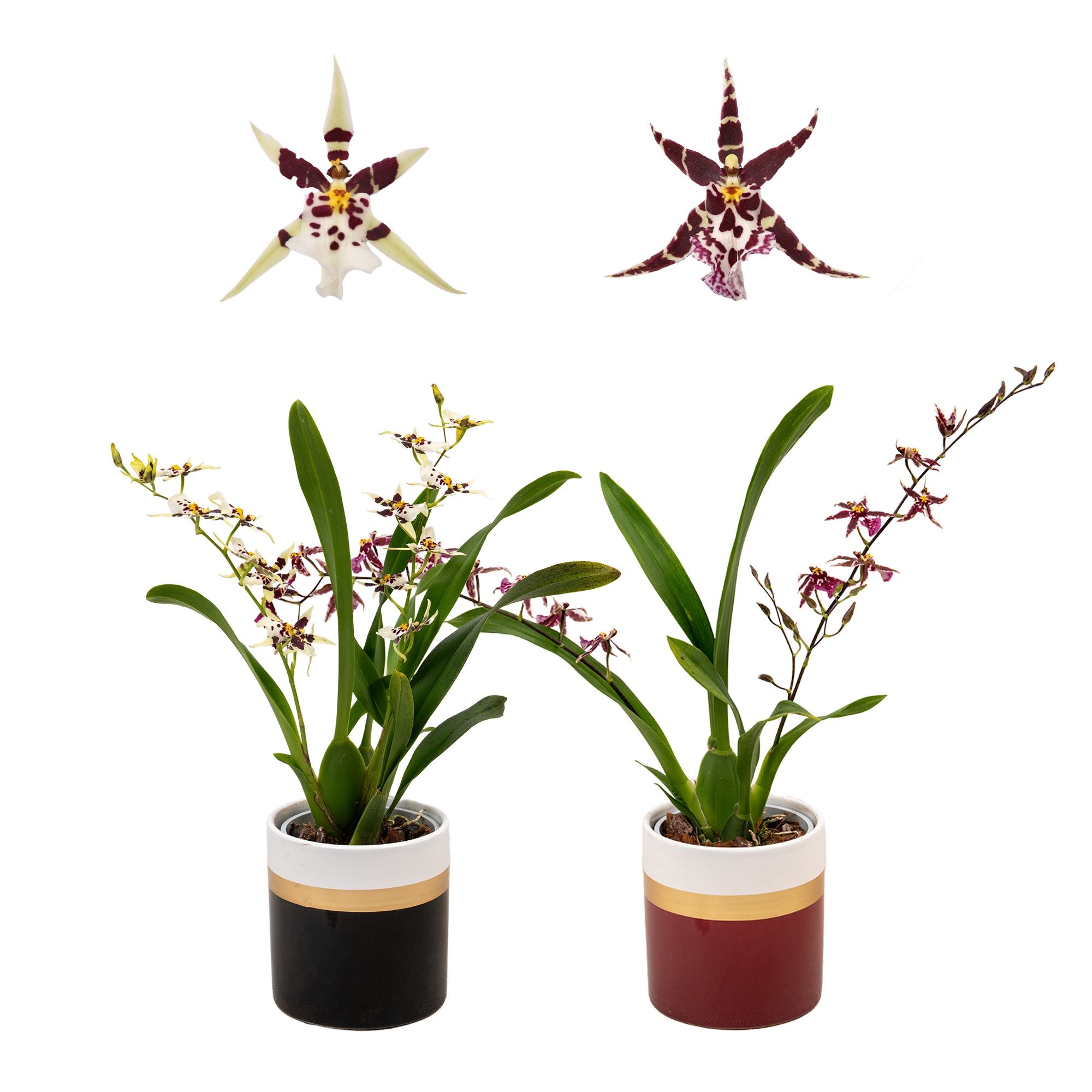 Titanium Treasure 1-2 tak 9 cm met wit-goud en rood of zwart keramiek, D 9