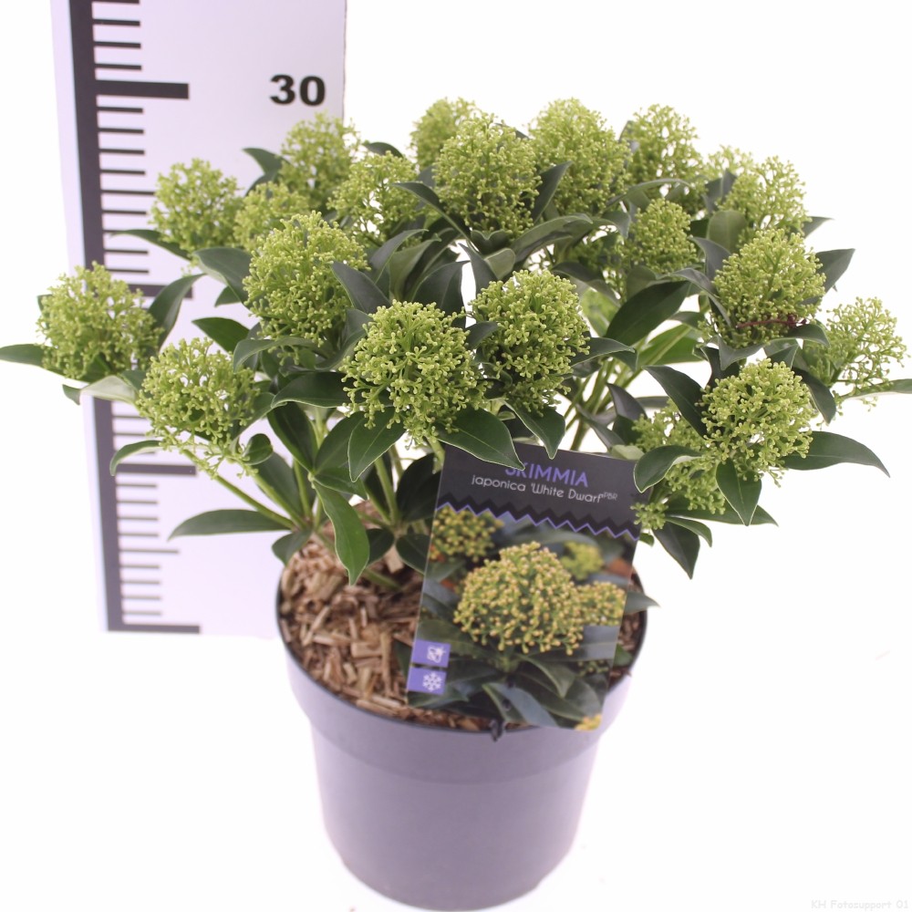 Skimmia jap. 'White Dwarf', D 17 cm
