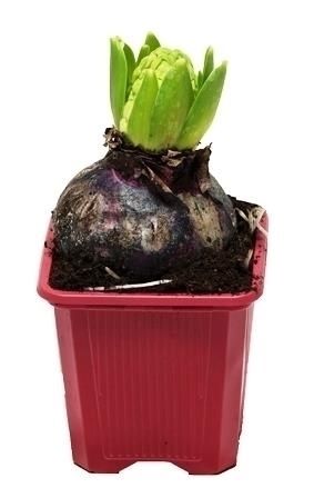 Hyacint Jan Bos 7 cm, D 7