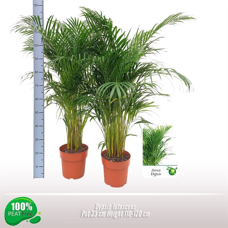 Dypsis lutescens, D 23