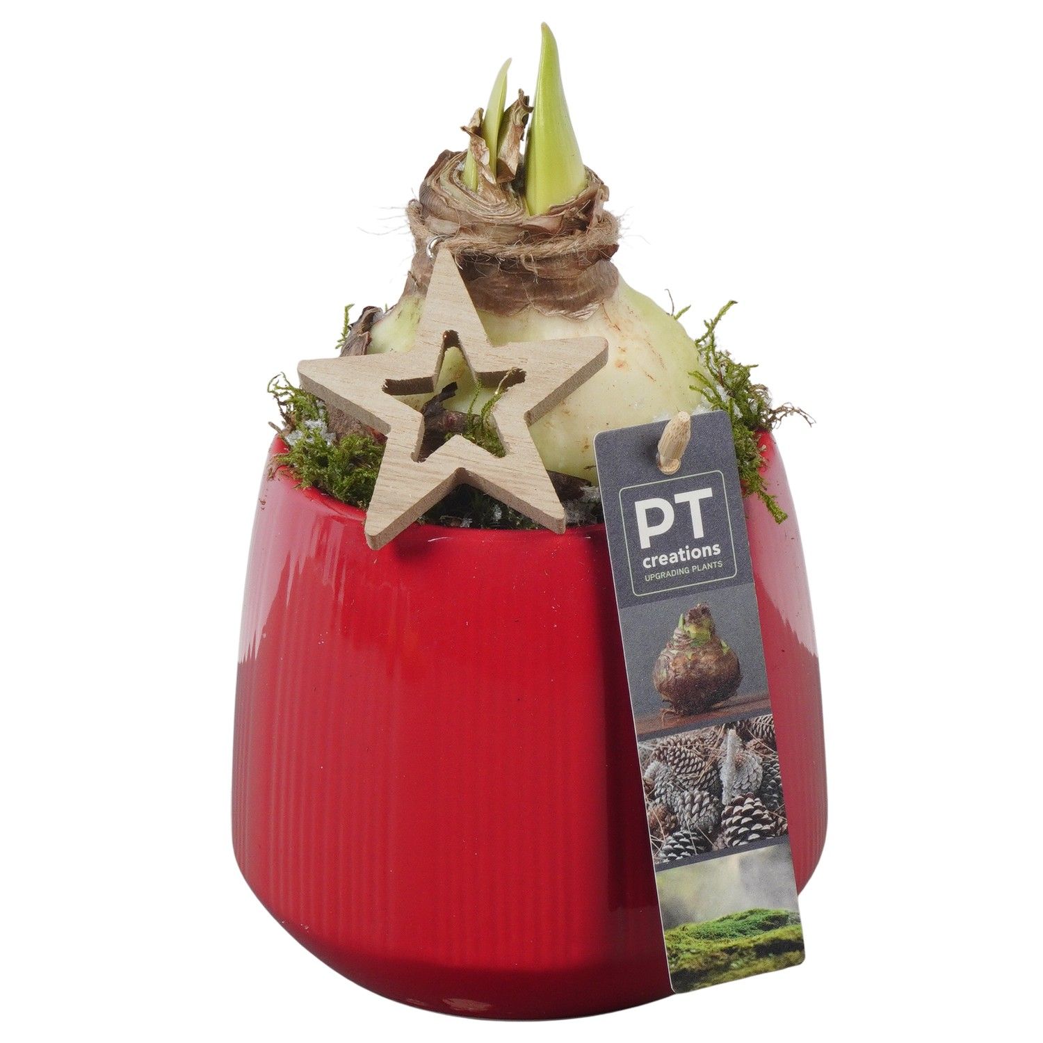PTACH5809 Arrangement Amaryllis Christmas in keramiek pot, D 12 cm PTACH5809 Arrangement Amaryllis Christmas in keramiek pot, D 12 cm