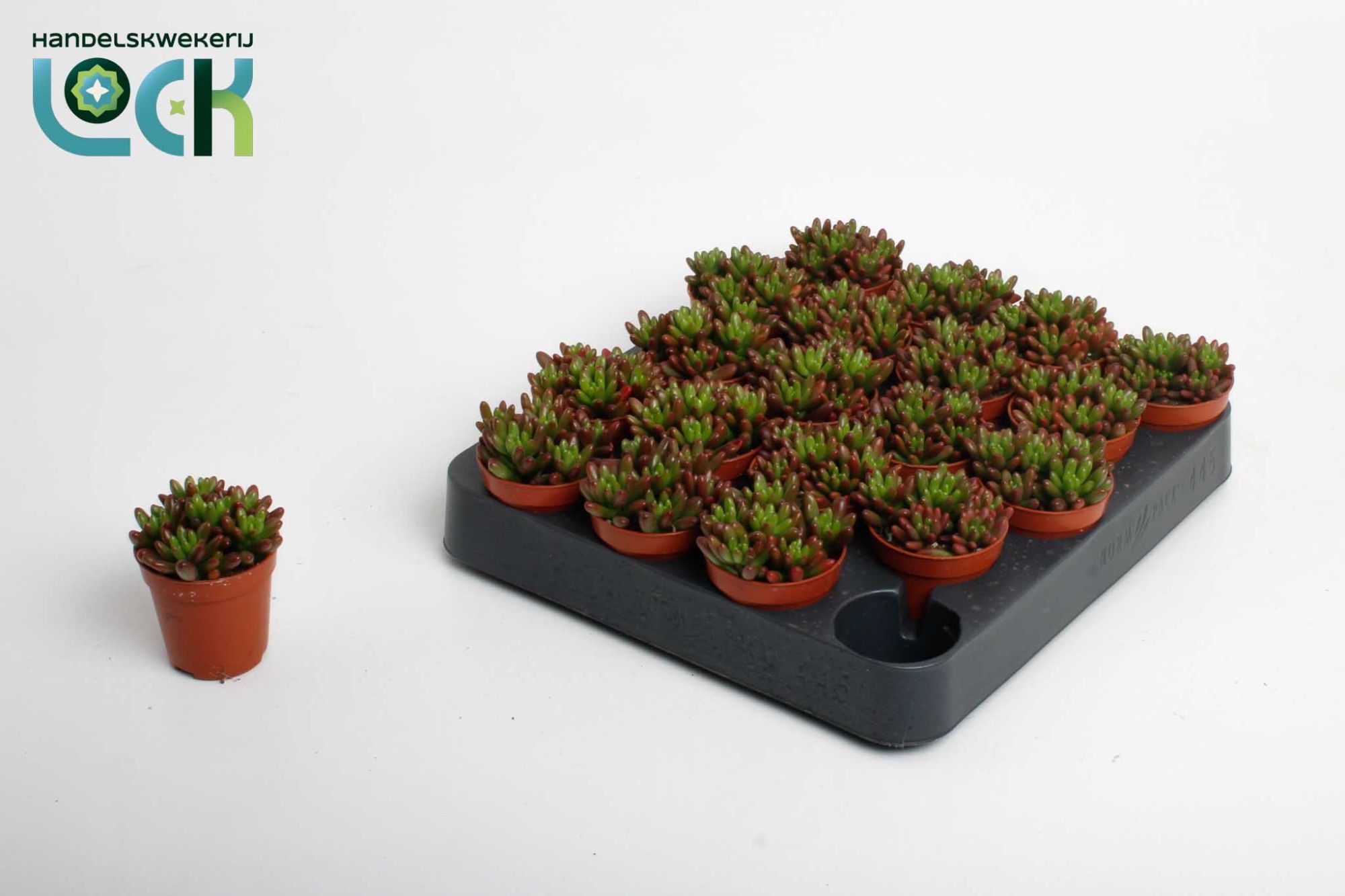 Sedum Rubrotinctum, D 5,5 cm Sedum Rubrotinctum, D 5,5 cm