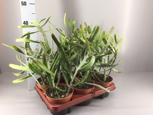 Euphorbia xylophyloides, D 13 cm