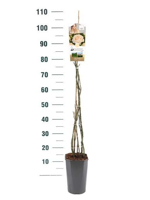 Rosa 'Bold and Beautyfull' - Klim - C3rp - Exclusive Collection, D 19