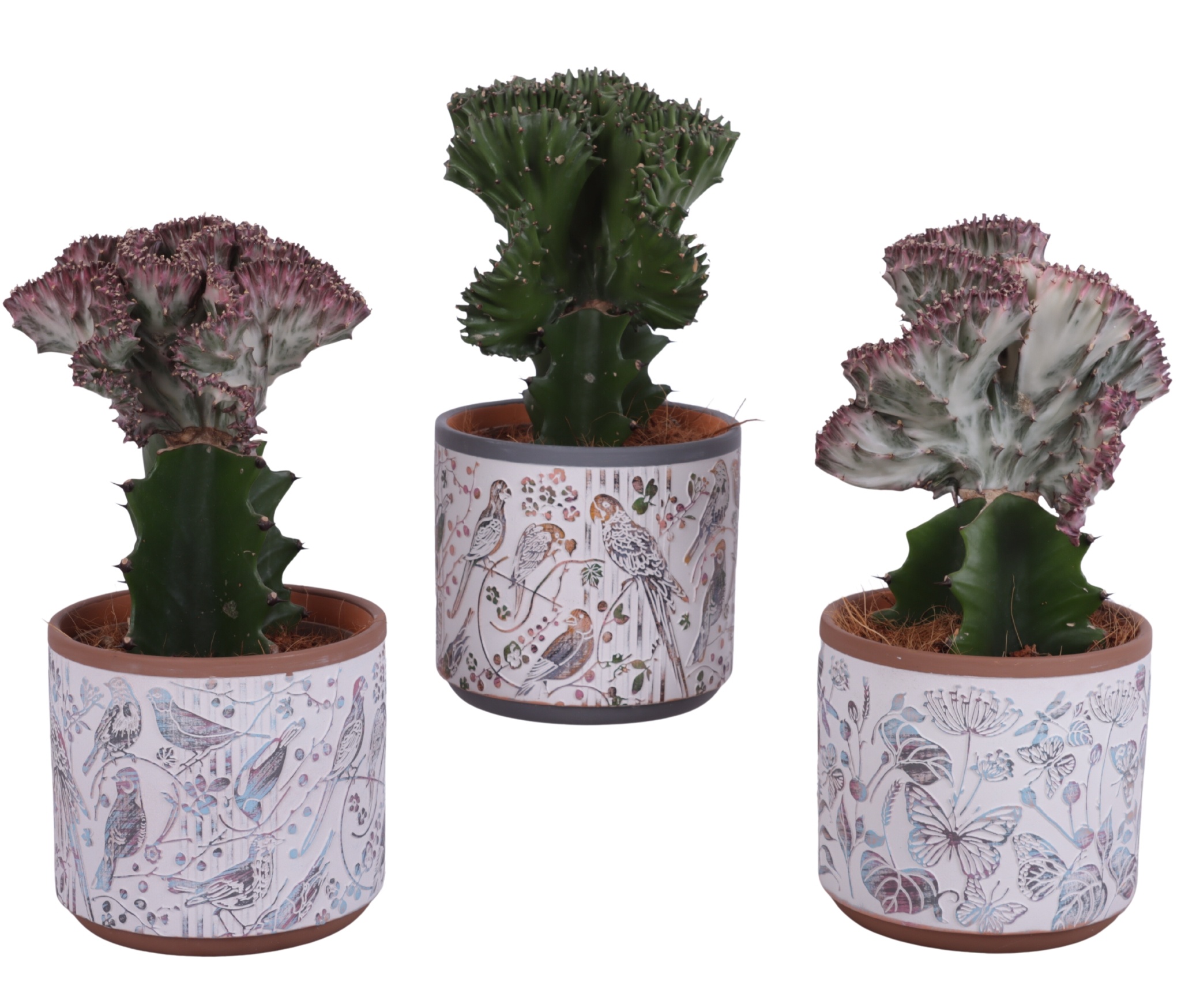 Cactus mix Euphorbia l. Ø12cm in Ø14cm Ceramic Pot Forest, D 14