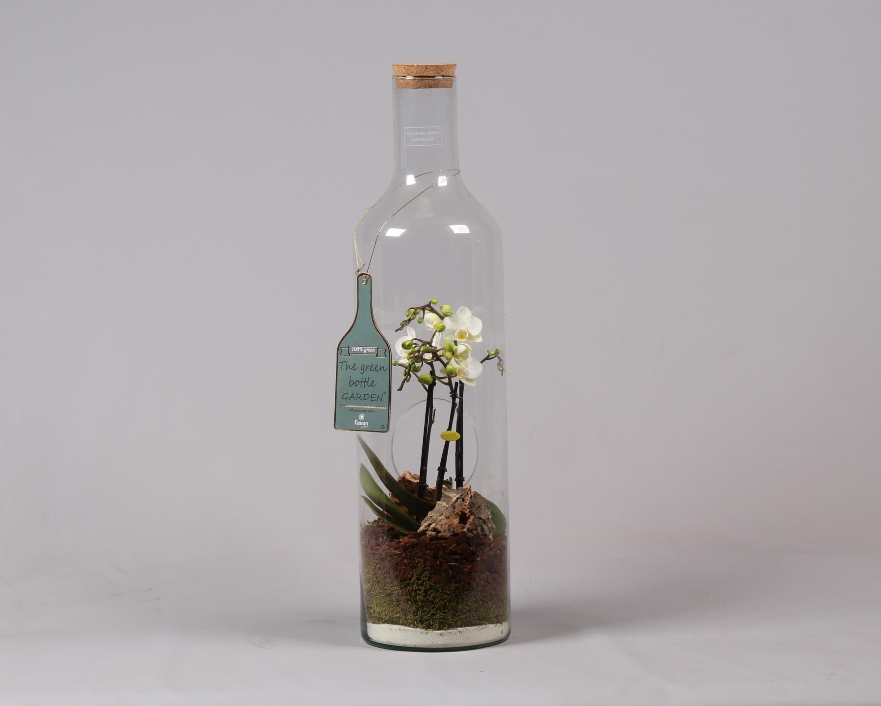 Green Bottle fles Jumbo met Phalaenopsis D17 H62, D 17
