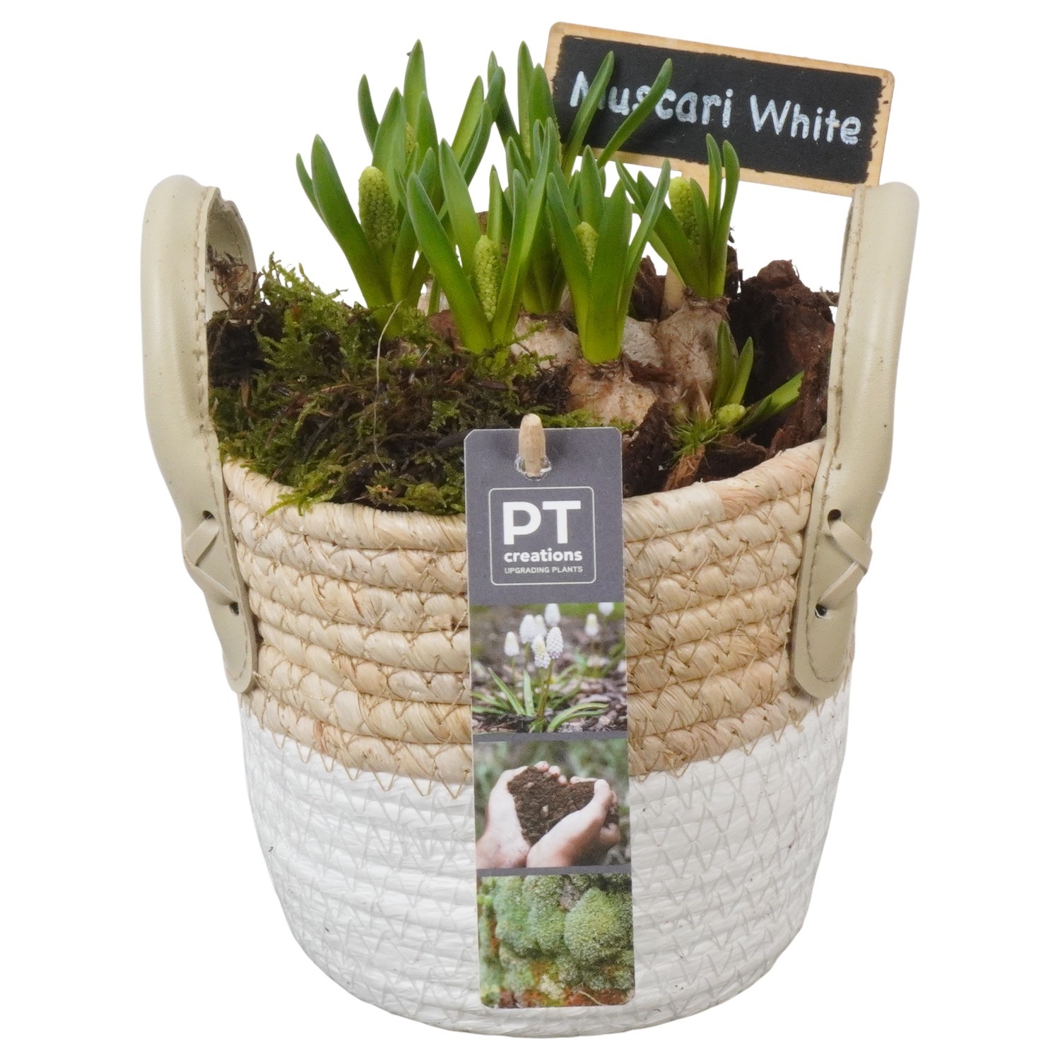 PTWMB8129 Arrangement Muscari White in riet mand, D 14
